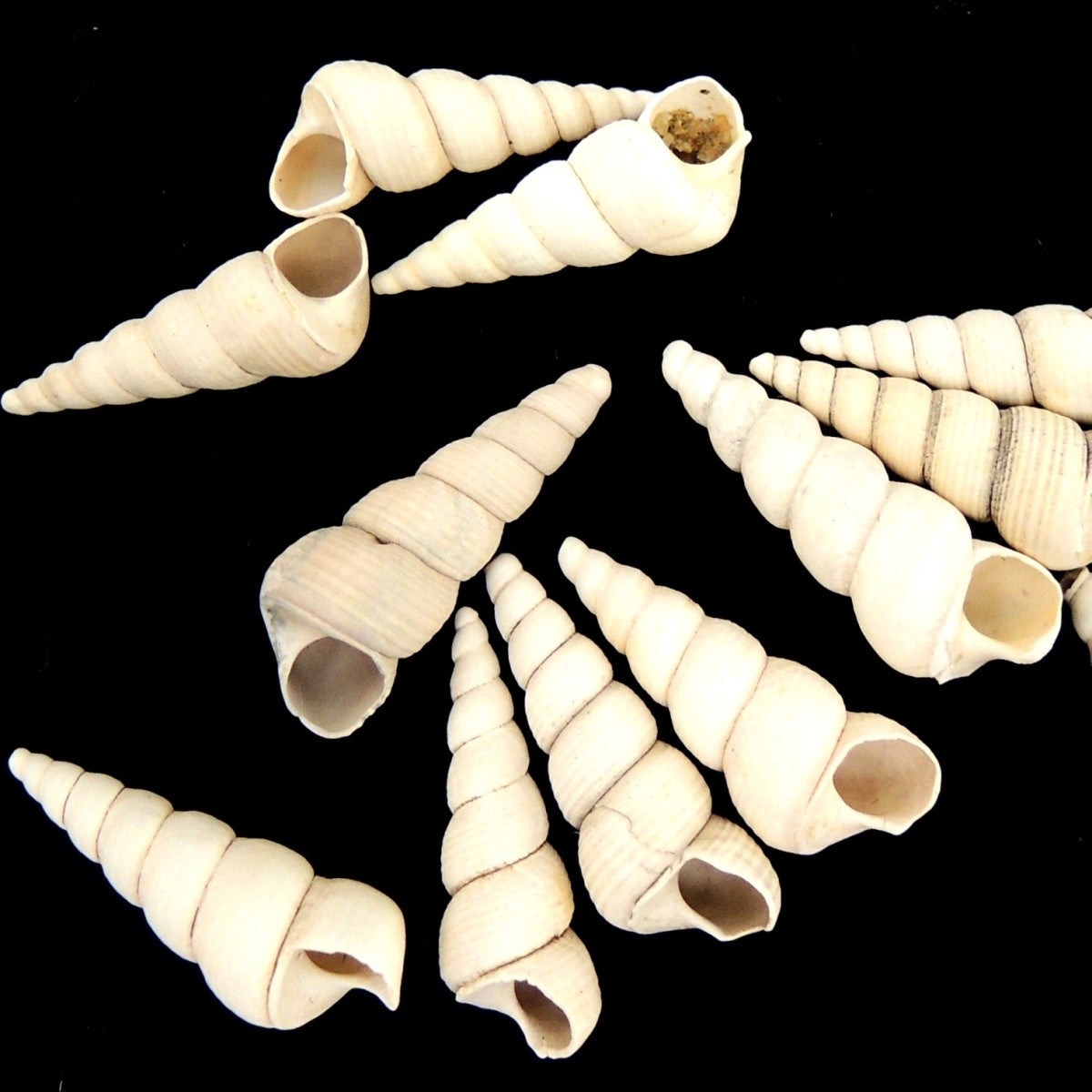 巻貝化石 ツリテラ化石 アメリカ 化石1個 ランダム