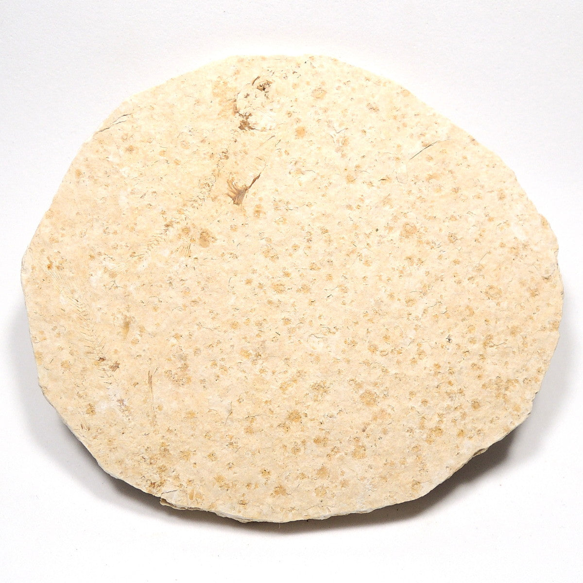 魚化石 淡水魚化石 ナイティア アメリカ産