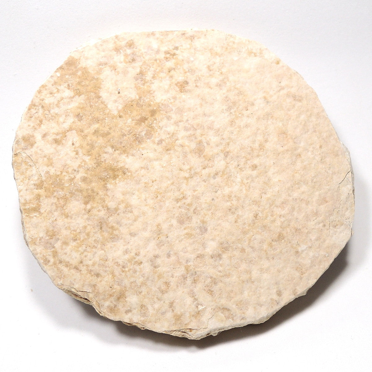 魚化石 淡水魚化石 ナイティア アメリカ産