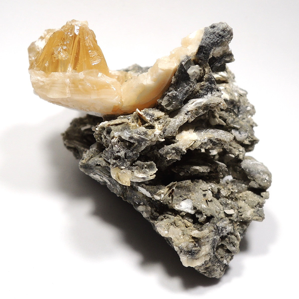 二枚貝化石 カルサイト化 貝化石 アメリカ産