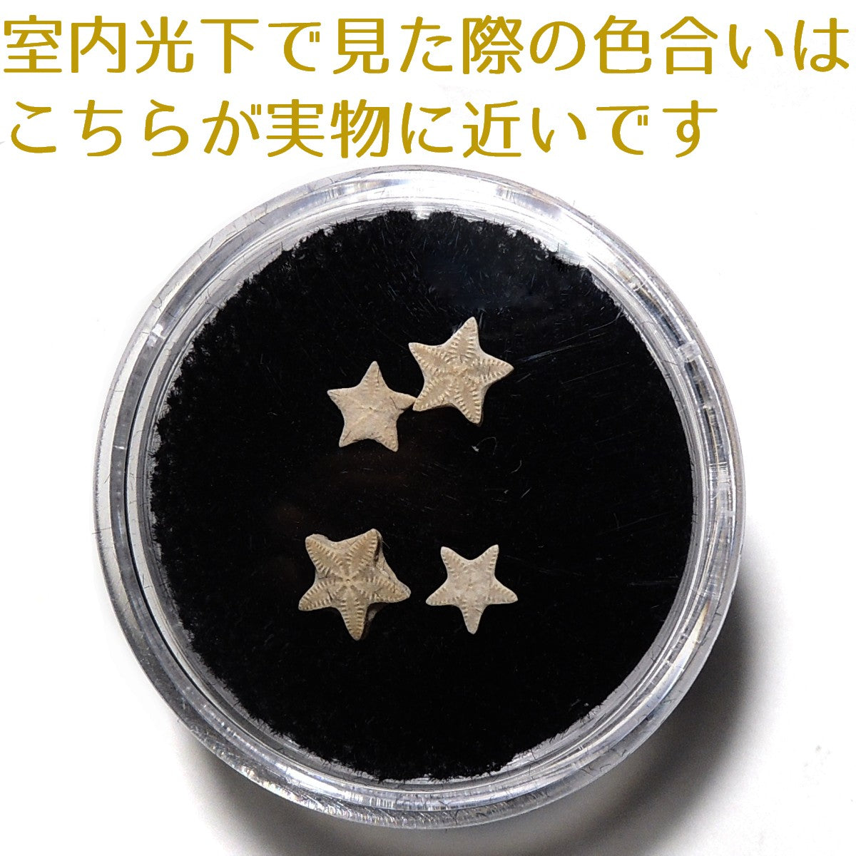 ウミユリ化石 ウミユリ 1セット 4個 ランダム 化石 アメリカ産