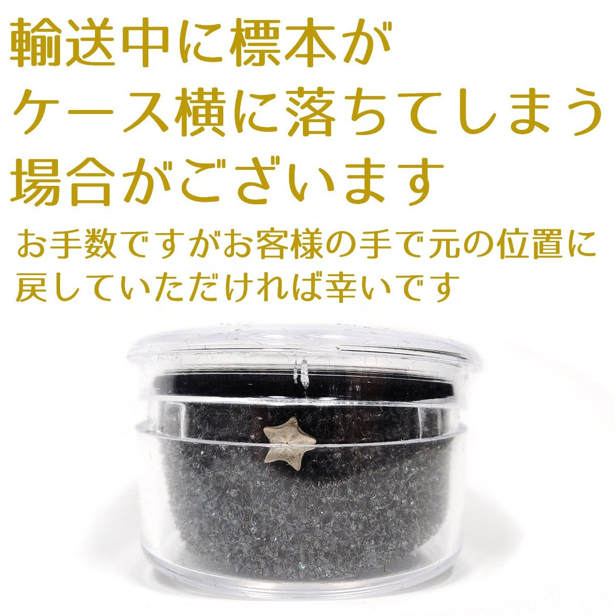 ウミユリ化石 ウミユリ 1セット 4個 ランダム 化石 アメリカ産