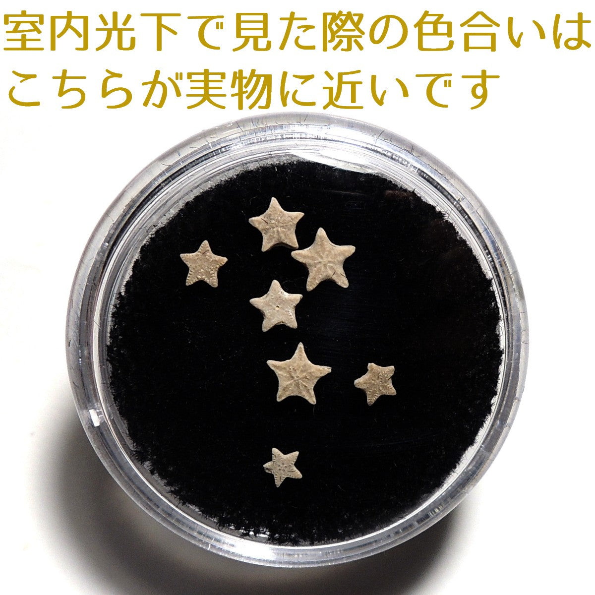 ウミユリ化石 ウミユリ 1セット 7個 ランダム 化石 アメリカ産
