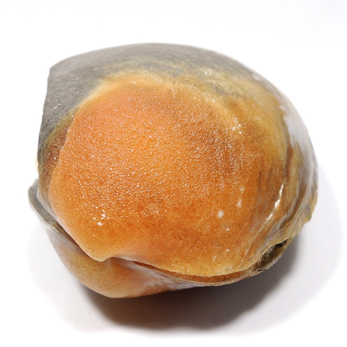 イセシラガイ化石 カルサイト化 貝化石 広島産 広島県産 福屋