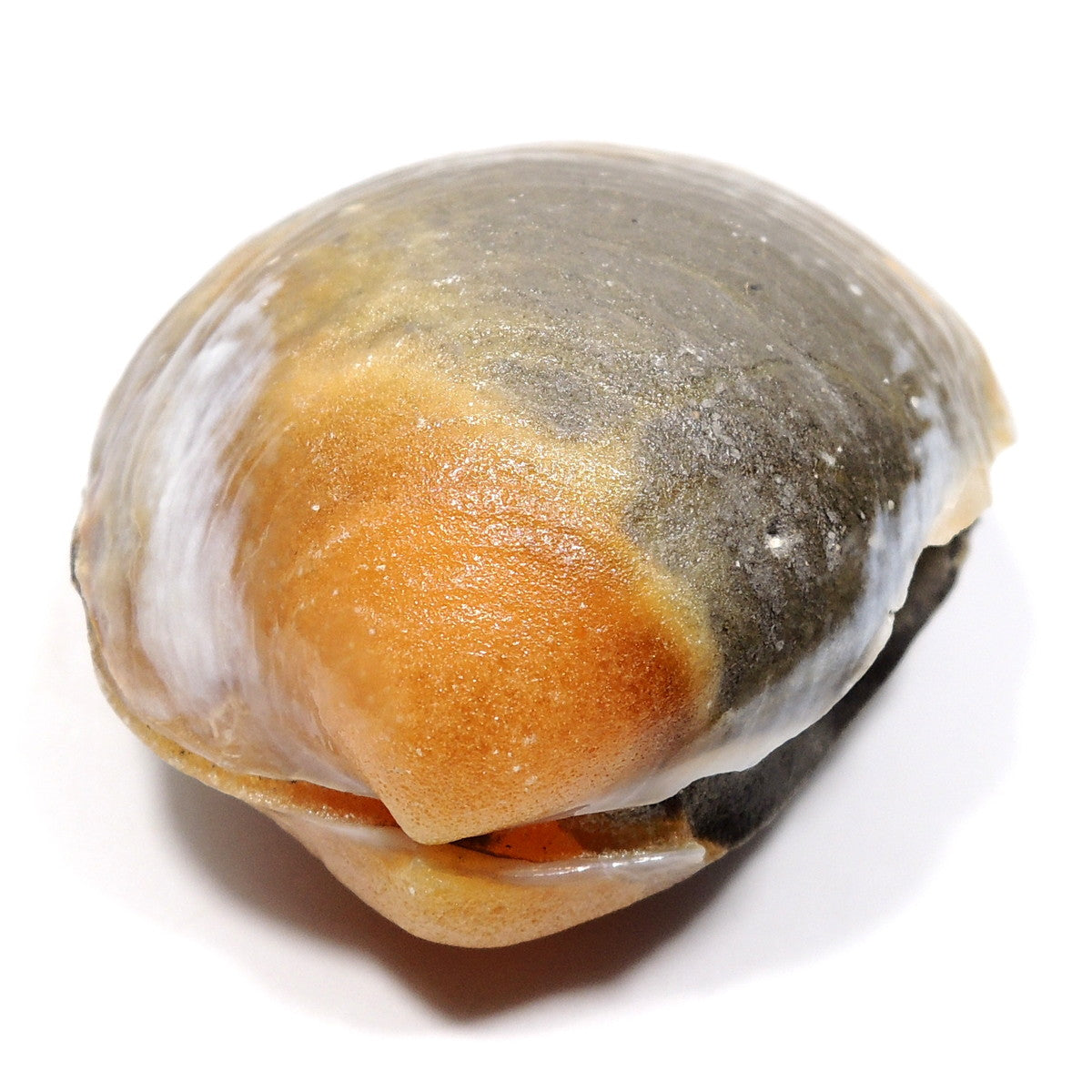 イセシラガイ化石 カルサイト化 貝化石 広島産 広島県産 福屋