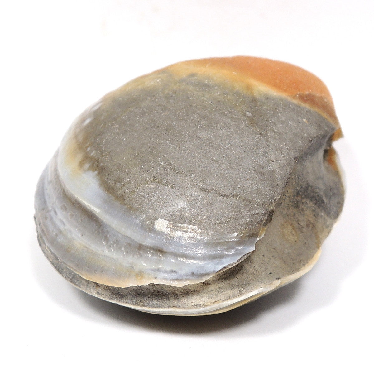 イセシラガイ化石 カルサイト化 貝化石 広島産 広島県産 福屋