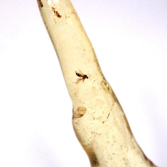 虫入り琥珀 原石 虫入りコーパル コパル 若年琥珀 化石 マダガスカル産