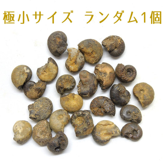 アンモナイト 化石 ランダム モロッコ産 1個売り