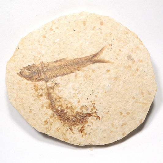 魚化石 淡水魚化石 ナイティア アメリカ産