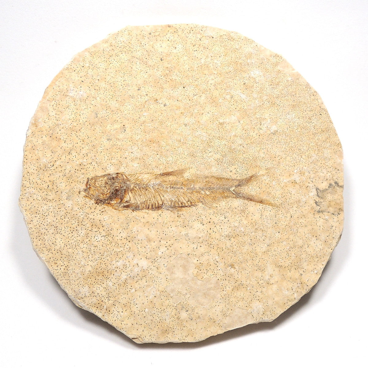 魚化石 淡水魚化石 ナイティア アメリカ産
