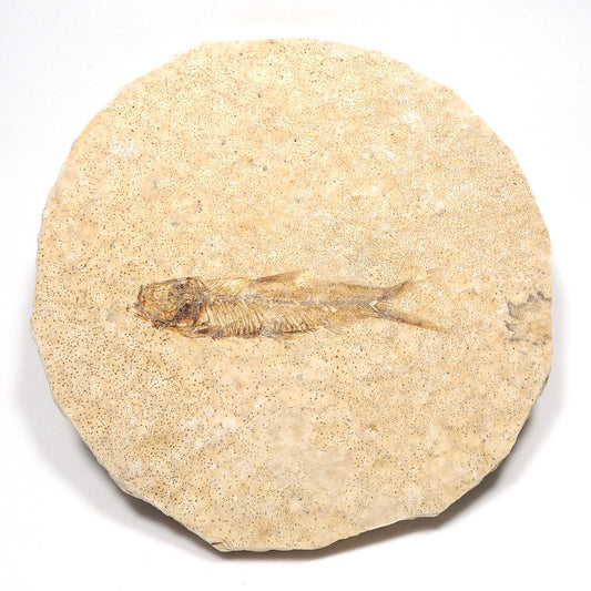 魚化石 淡水魚化石 ナイティア アメリカ産