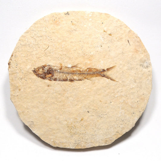 魚化石 淡水魚化石 ナイティア アメリカ産