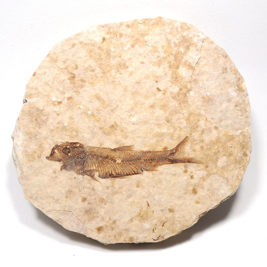 魚化石 淡水魚化石 ナイティア アメリカ産