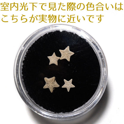ウミユリ化石 ウミユリ 1セット 4個 ランダム 化石 アメリカ産