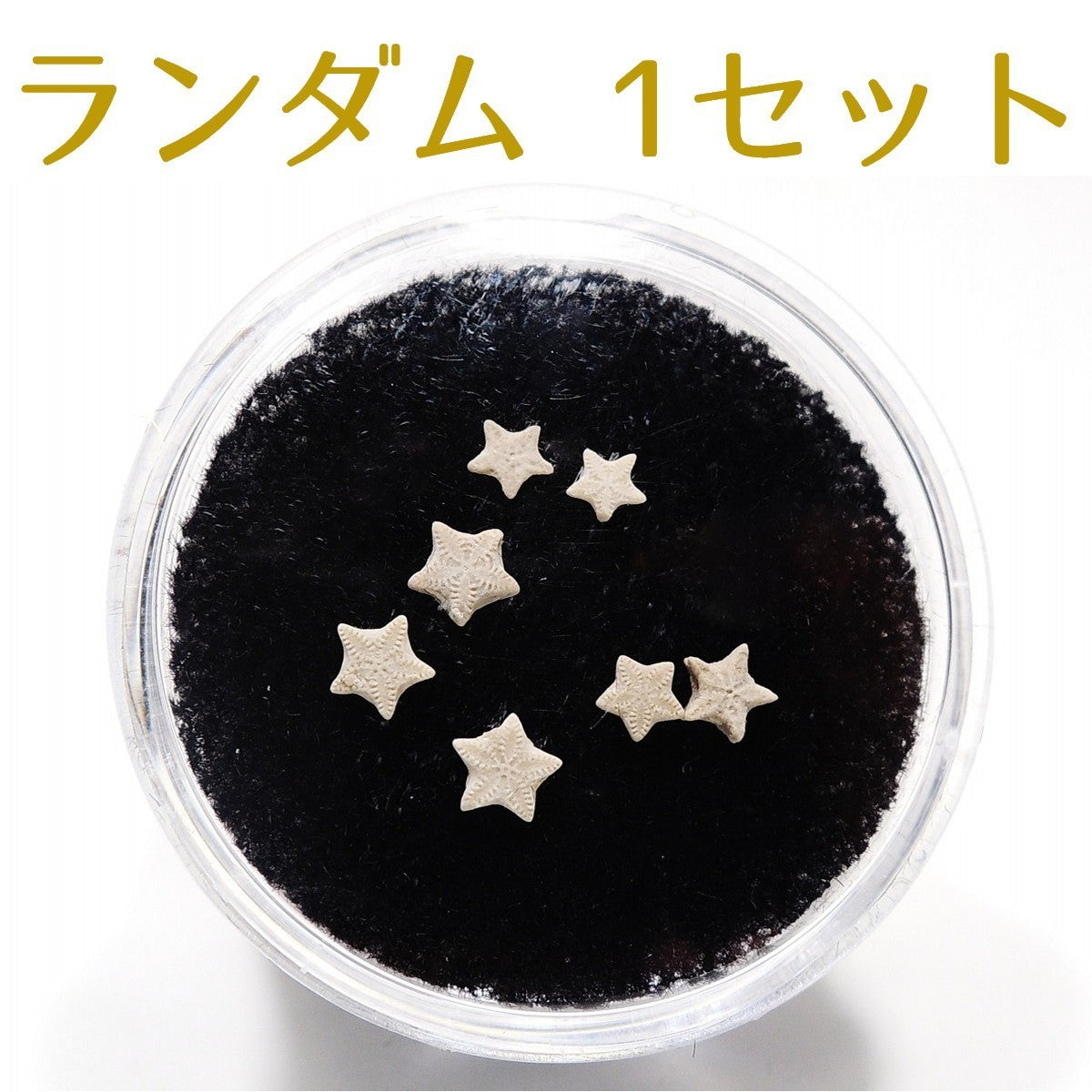 ウミユリ化石 ウミユリ 1セット 7個 ランダム 化石 アメリカ産