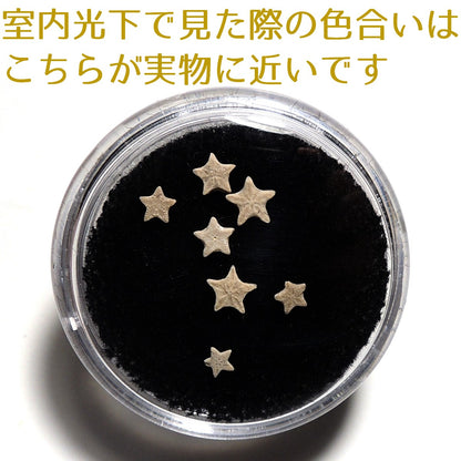 ウミユリ化石 ウミユリ 1セット 7個 ランダム 化石 アメリカ産