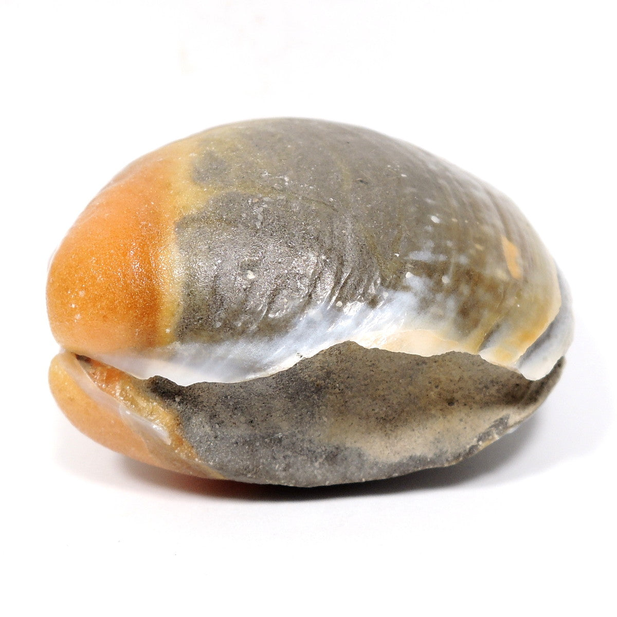 イセシラガイ化石 カルサイト化 貝化石 広島産 広島県産 福屋