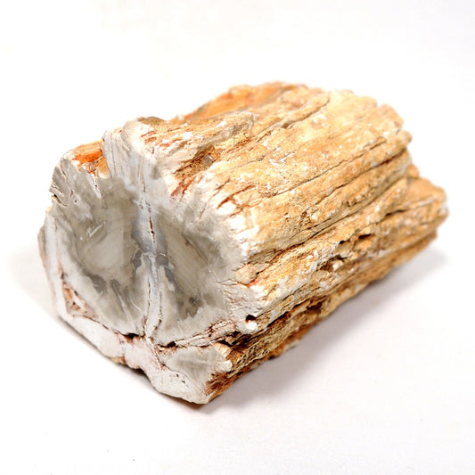 珪化木 ペトリファイドウッド 原石 マダガスカル産 一部ポリッシュ