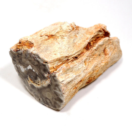 珪化木 ペトリファイドウッド 原石 マダガスカル産 一部ポリッシュ