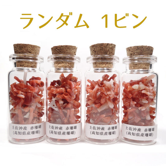 国産珊瑚 赤珊瑚 1ビン ランダム さざれ 高知県産珊瑚 土佐珊瑚 サンゴ アカサンゴ 国産サンゴ Japanese Coral Tosa