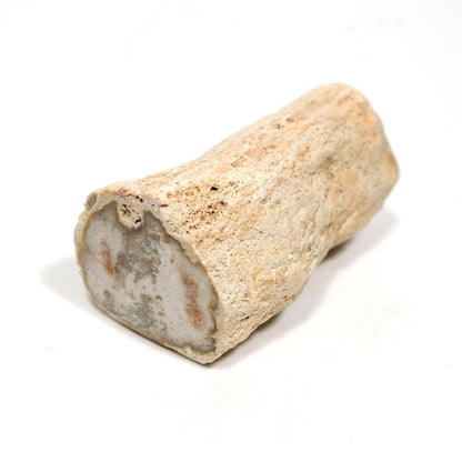 珪化木 ペトリファイドウッド 原石 マダガスカル産 一部ポリッシュ Petrified wood