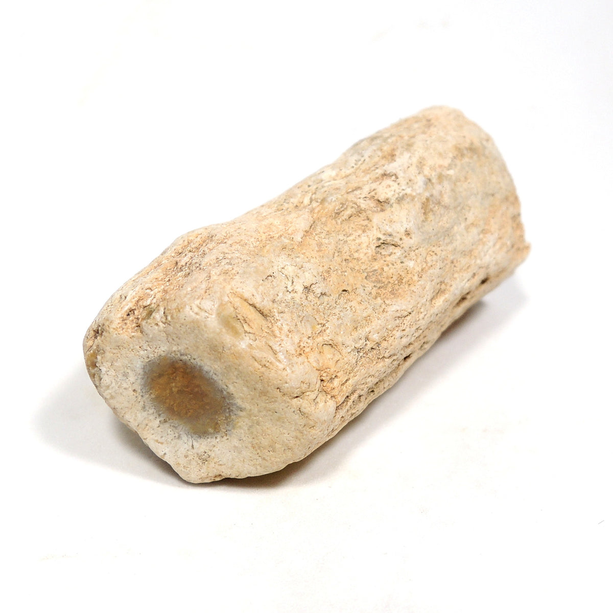 珪化木 ペトリファイドウッド 原石 マダガスカル産 一部ポリッシュ Petrified wood
