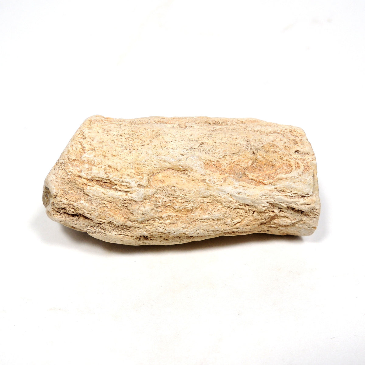 珪化木 ペトリファイドウッド 原石 マダガスカル産 一部ポリッシュ Petrified wood