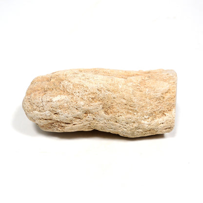 珪化木 ペトリファイドウッド 原石 マダガスカル産 一部ポリッシュ Petrified wood