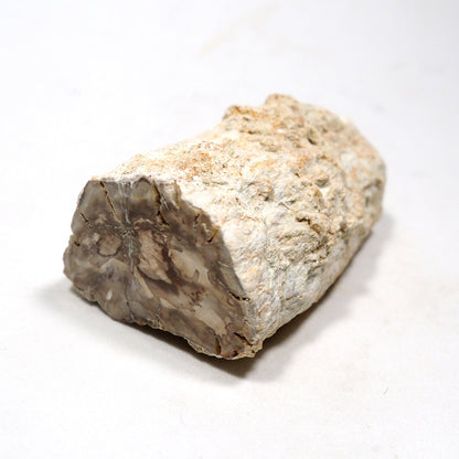 珪化木 ペトリファイドウッド 原石 マダガスカル産 一部ポリッシュ Petrified wood