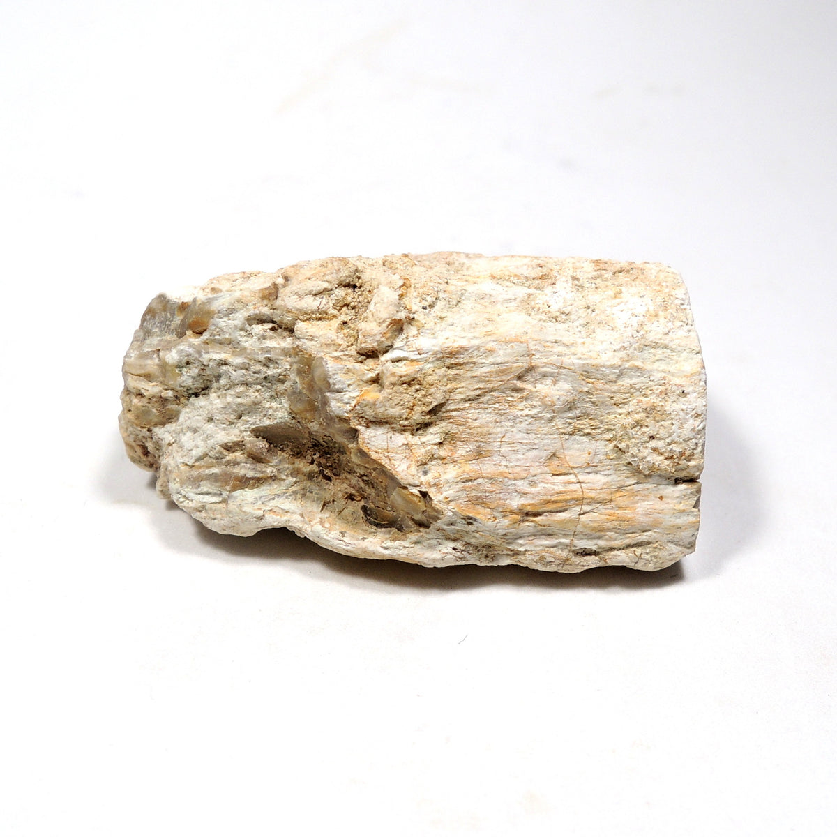 珪化木 ペトリファイドウッド 原石 マダガスカル産 一部ポリッシュ Petrified wood