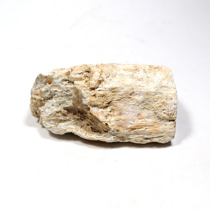 珪化木 ペトリファイドウッド 原石 マダガスカル産 一部ポリッシュ Petrified wood