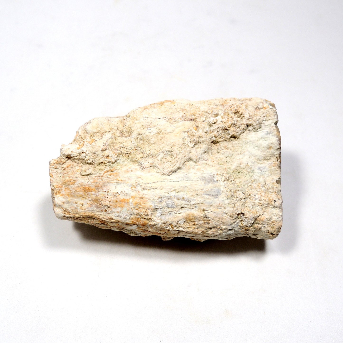 珪化木 ペトリファイドウッド 原石 マダガスカル産 一部ポリッシュ Petrified wood