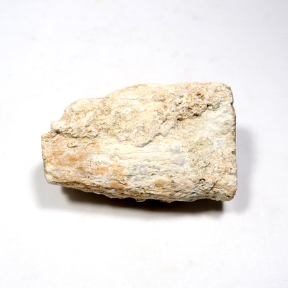 珪化木 ペトリファイドウッド 原石 マダガスカル産 一部ポリッシュ Petrified wood