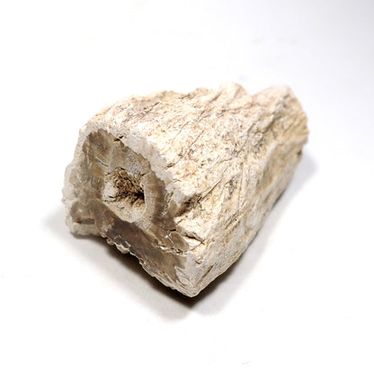 珪化木 ペトリファイドウッド 原石 マダガスカル産 一部ポリッシュ Petrified wood