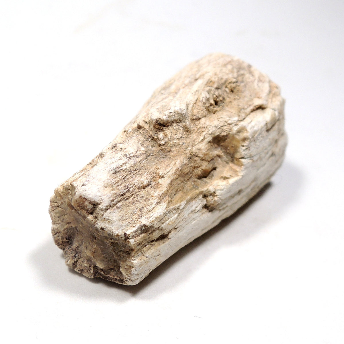 珪化木 ペトリファイドウッド 原石 マダガスカル産 一部ポリッシュ Petrified wood
