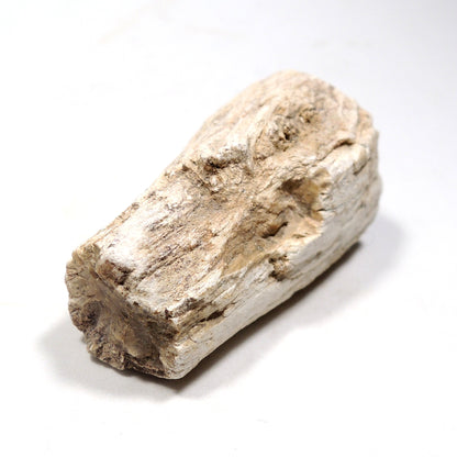 珪化木 ペトリファイドウッド 原石 マダガスカル産 一部ポリッシュ Petrified wood