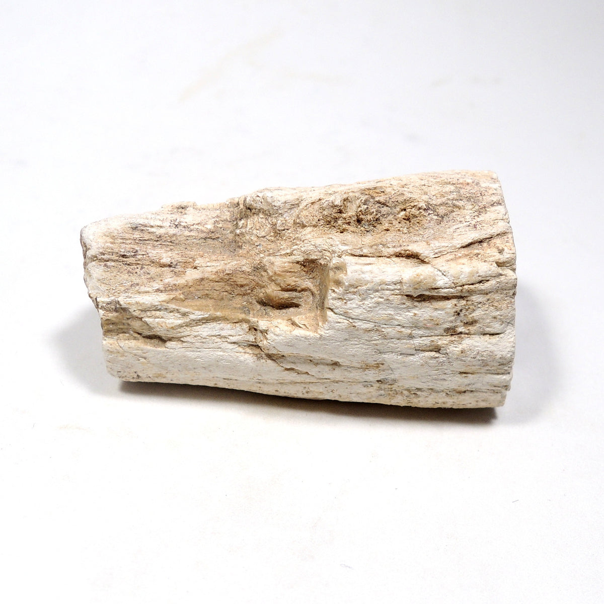 珪化木 ペトリファイドウッド 原石 マダガスカル産 一部ポリッシュ Petrified wood