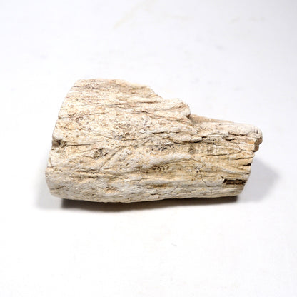 珪化木 ペトリファイドウッド 原石 マダガスカル産 一部ポリッシュ Petrified wood