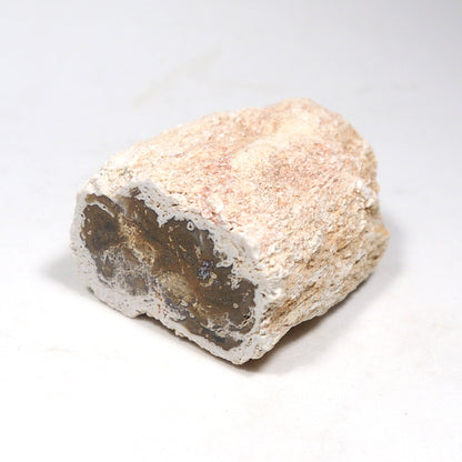 珪化木 ペトリファイドウッド 原石 マダガスカル産 一部ポリッシュ Petrified wood