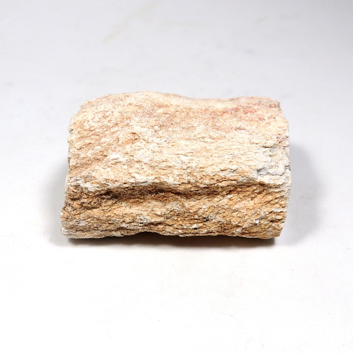 珪化木 ペトリファイドウッド 原石 マダガスカル産 一部ポリッシュ Petrified wood