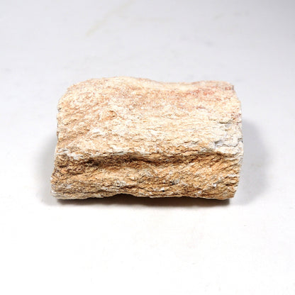 珪化木 ペトリファイドウッド 原石 マダガスカル産 一部ポリッシュ Petrified wood